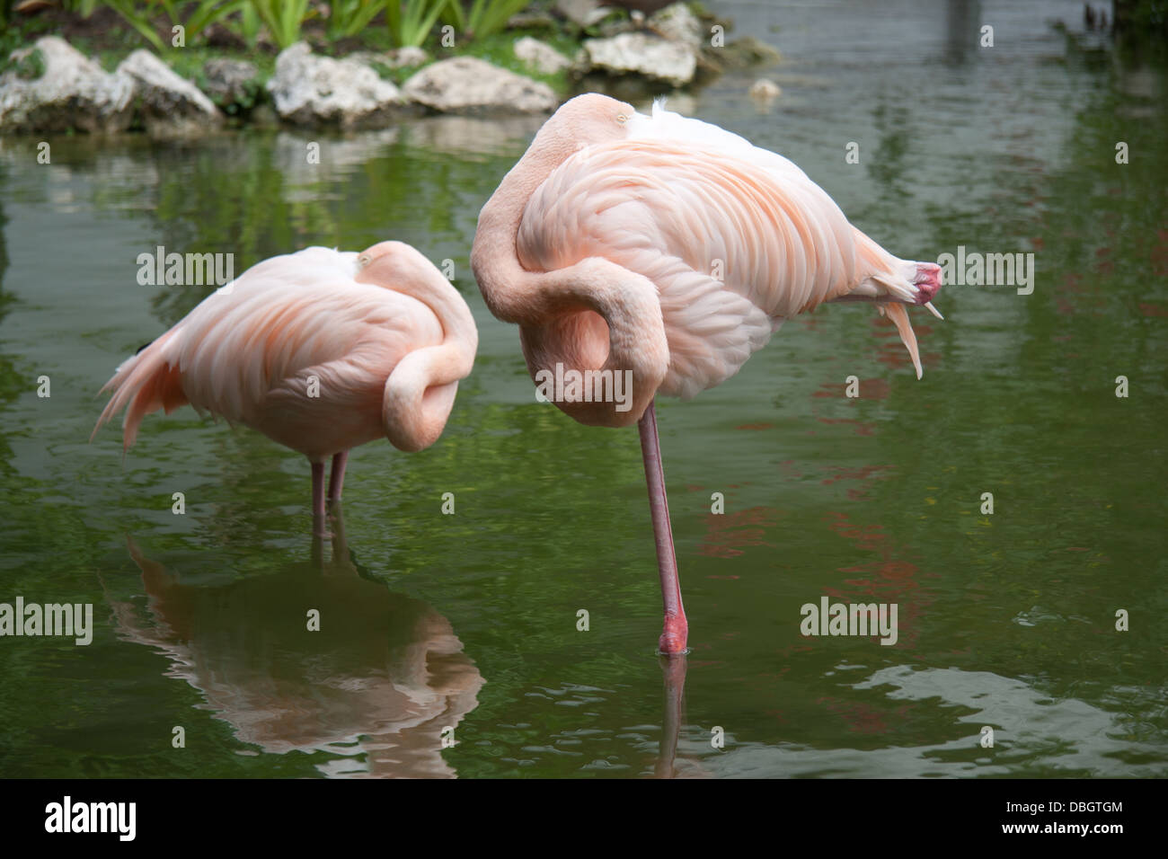 Flamingos Sleeping in Punta Cana, Dominican Republic Stock Photo