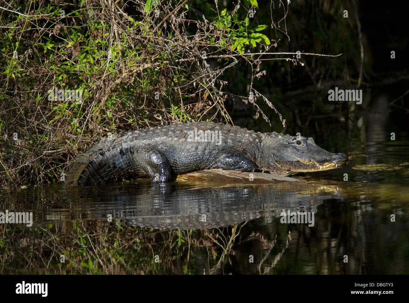 AMERICAN ALLIGATOR (Alligator mississippiensis) Six Mile Cypress Slough Preserve, Fort Myers, Florida, USA. Stock Photo