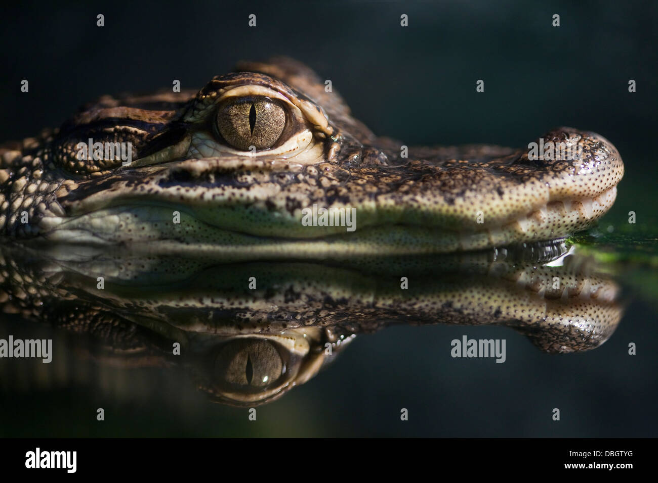 AMERICAN ALLIGATOR (Alligator mississippiensis) young at night, Florida, USA. Stock Photo