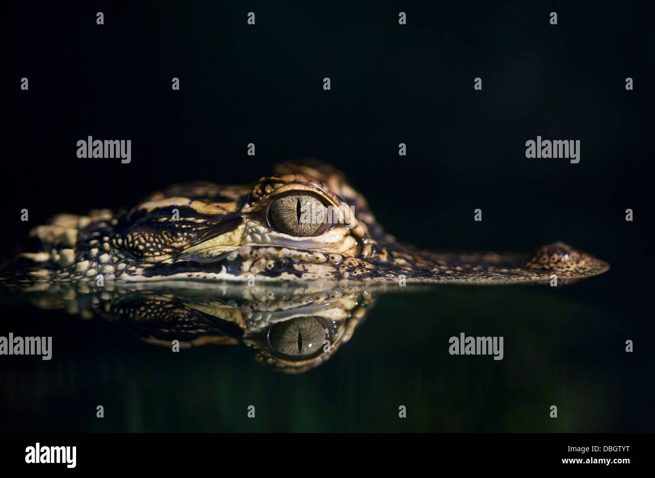 AMERICAN ALLIGATOR (Alligator mississippiensis) young at night, Florida, USA. Stock Photo