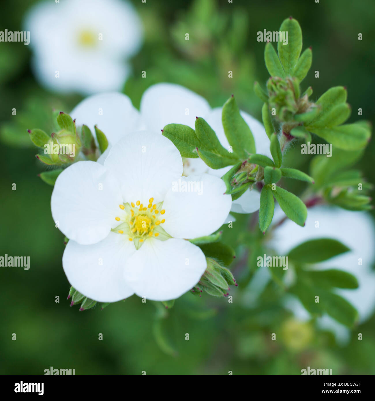 flower, white flower on green background Stock Photo