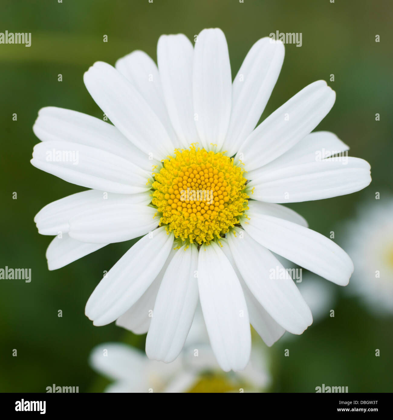 flower, white and yellow Stock Photo