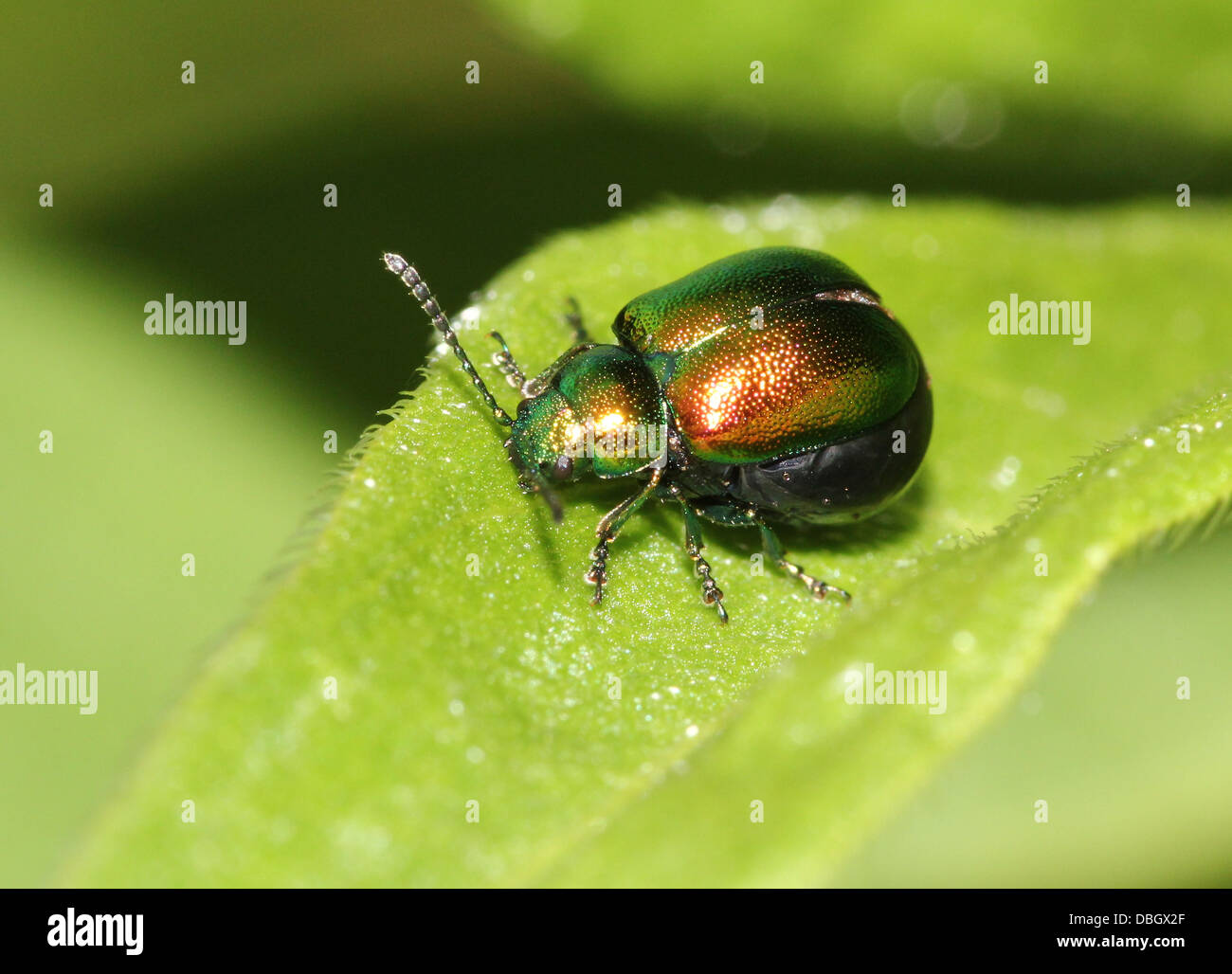 European Mint Leaf Beetle (Chrysolina herbacea Stock Photo - Alamy