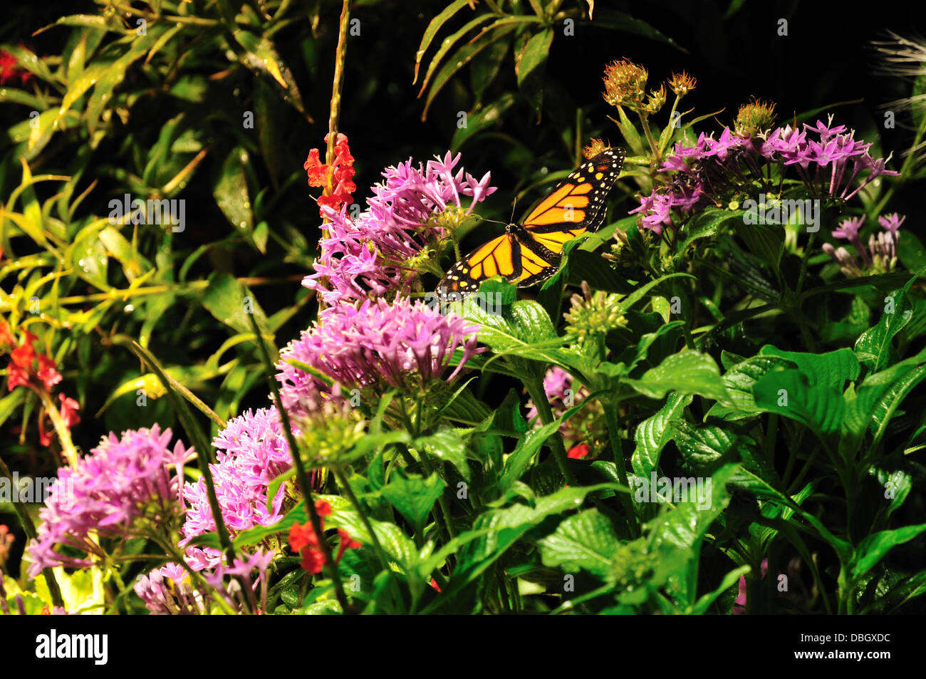 A Monarch Butterfly In The Butterfly Garden Of The Science Museum