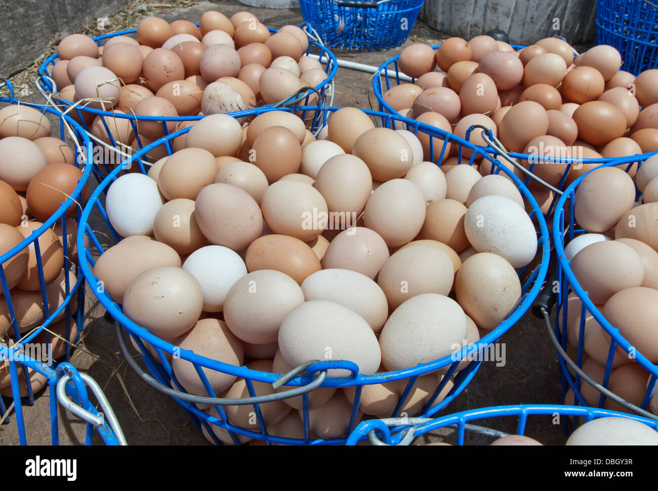 Gathered organic 'free range' ' chicken eggs. Stock Photo