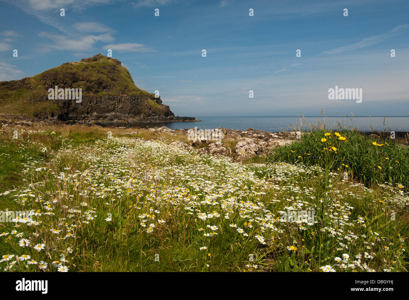 Wildflowers at the Giants Causeway coastline. Northern Ireland Stock ...