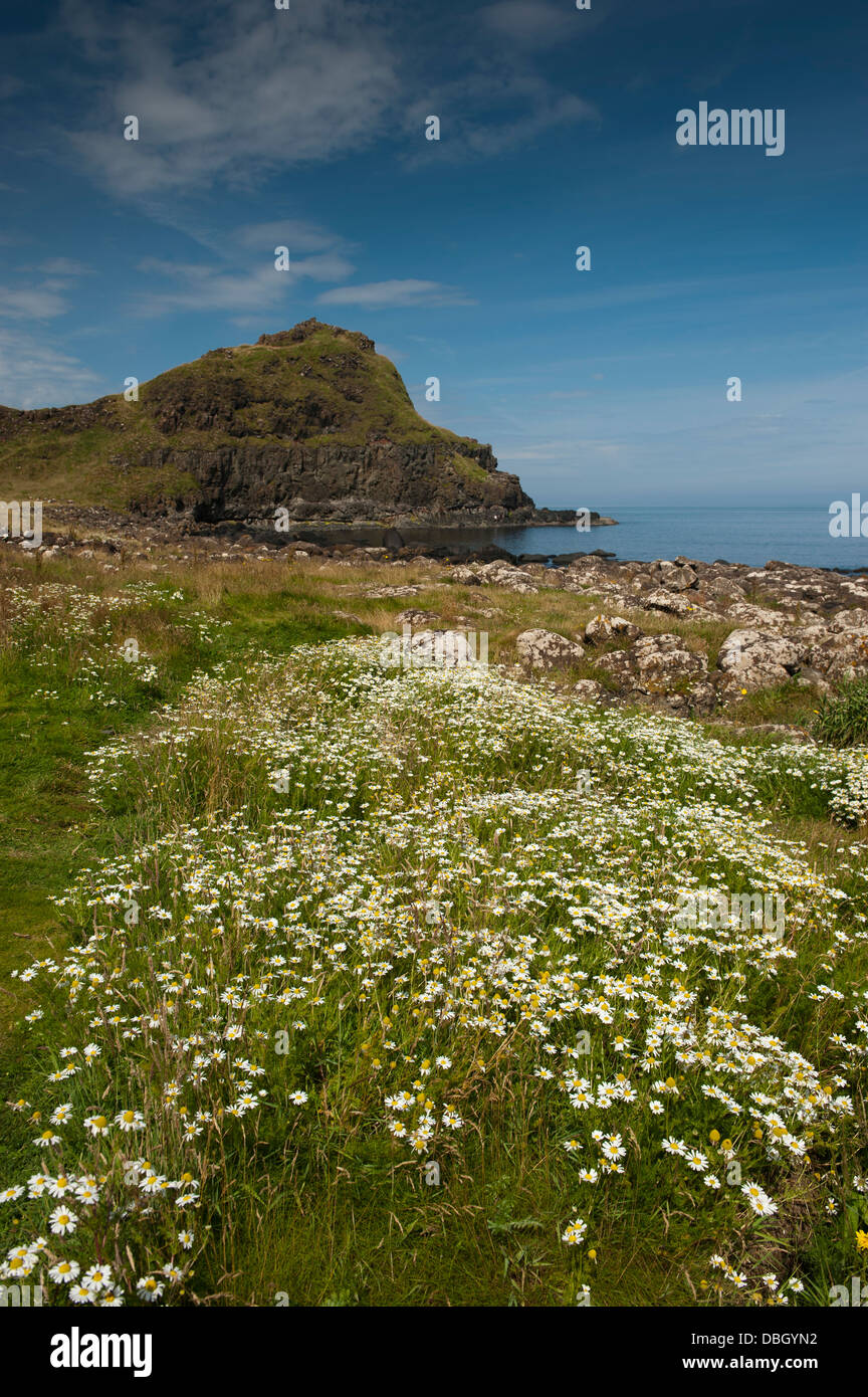 Wildflowers at the Giants Causeway coastline. Northern Ireland Stock ...