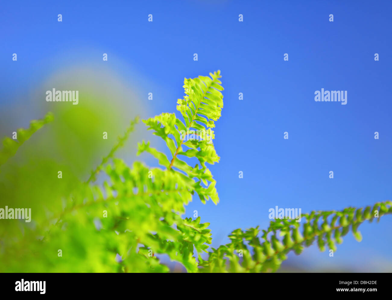 blue sky and green leaf Stock Photo - Alamy