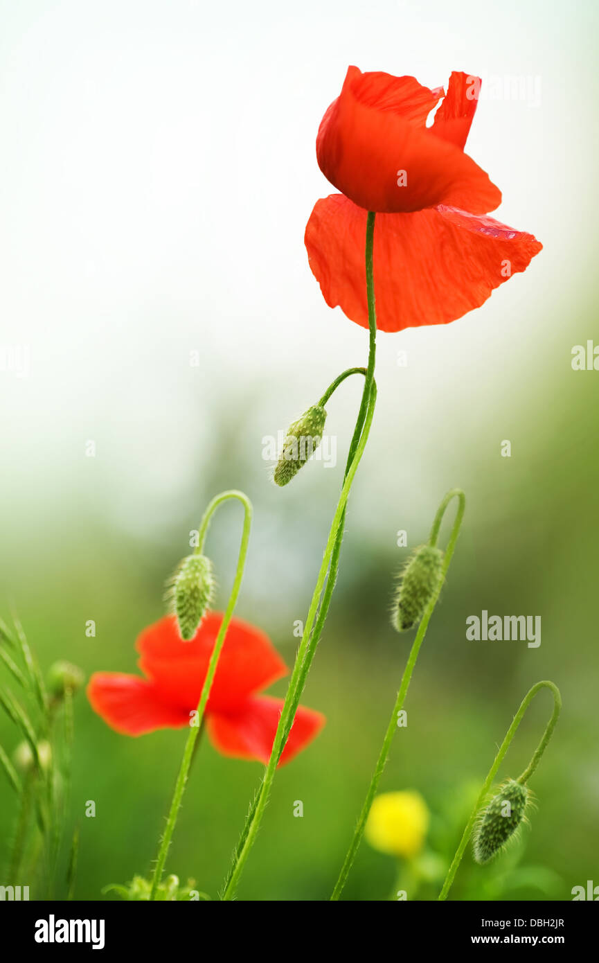 Garden corner poppies hi-res stock photography and images - Alamy