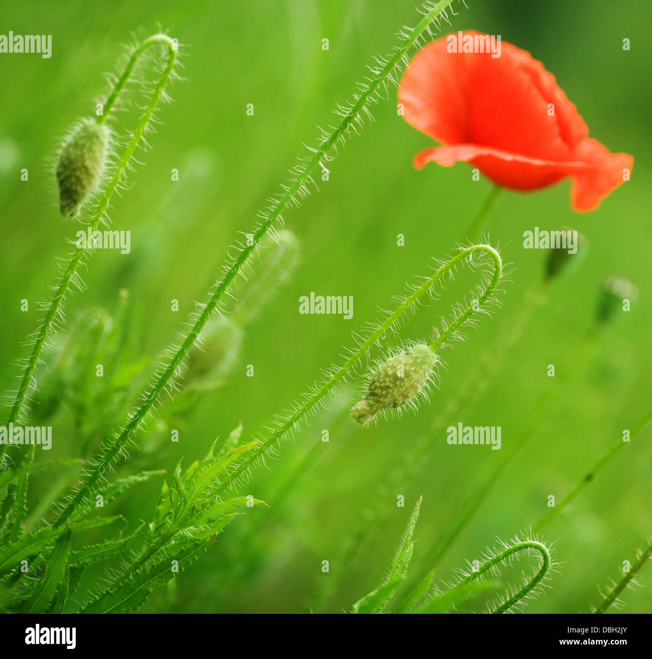 Garden corner poppies hi-res stock photography and images - Alamy