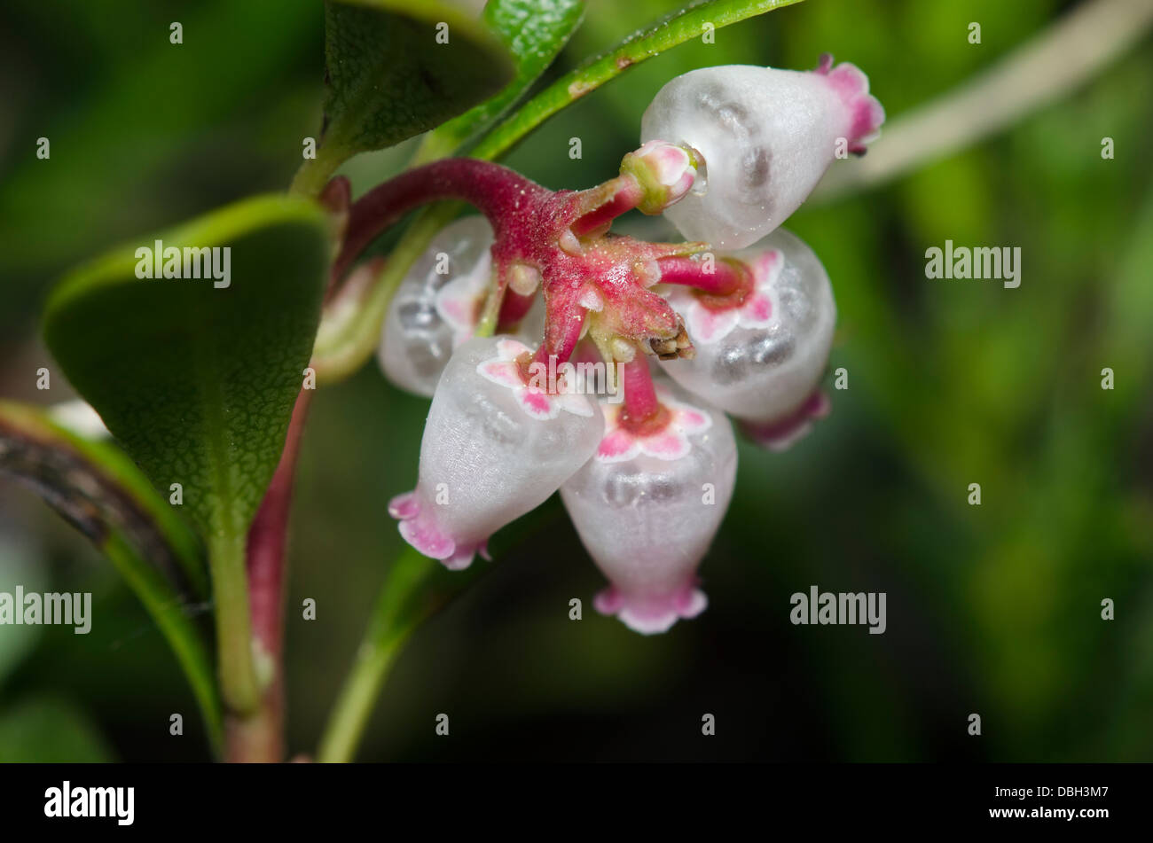 Bearberry Flowers Stock Photo