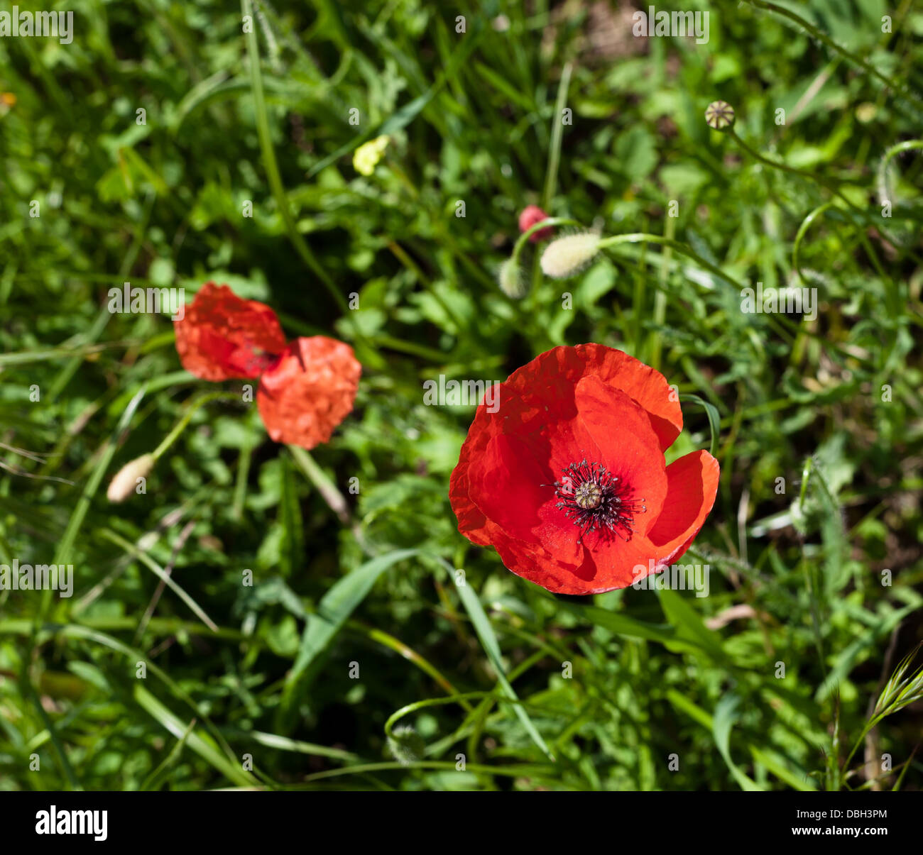 Poppies green hi-res stock photography and images - Alamy
