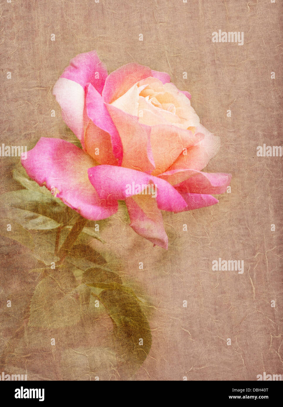 Yellow and pink rose with textured background Stock Photo - Alamy