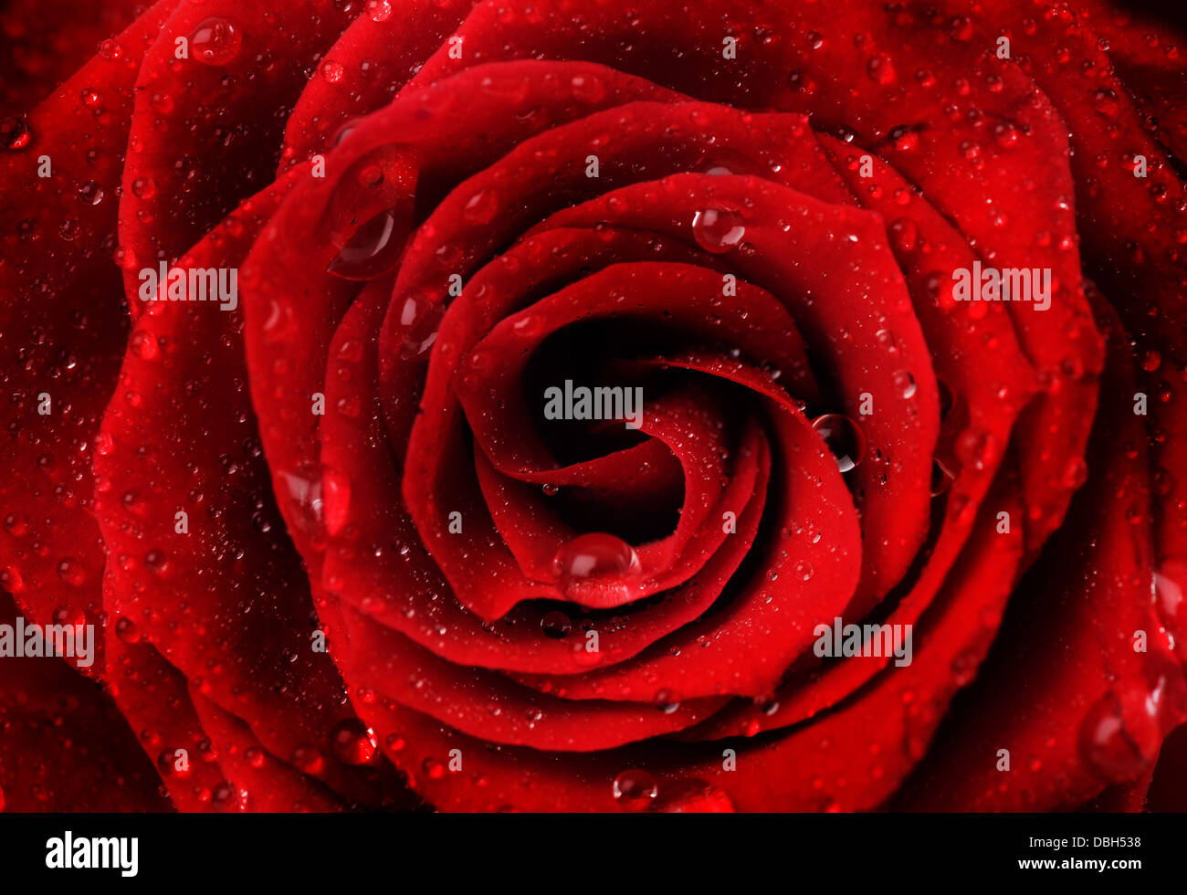 Beautiful Red Rose Stock Photo Alamy