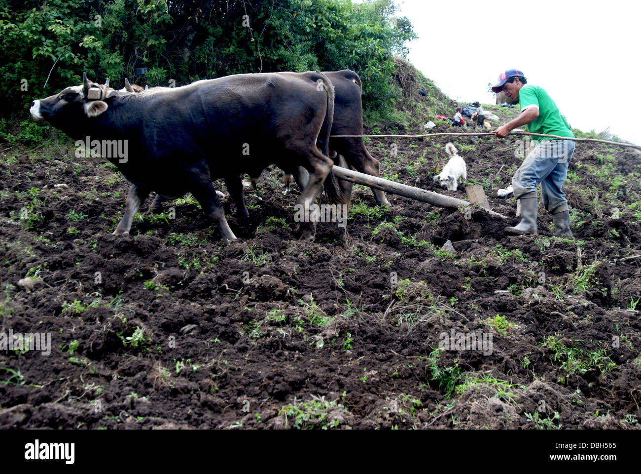 Andean potato famer plows a hillside field with a wooden plowshare