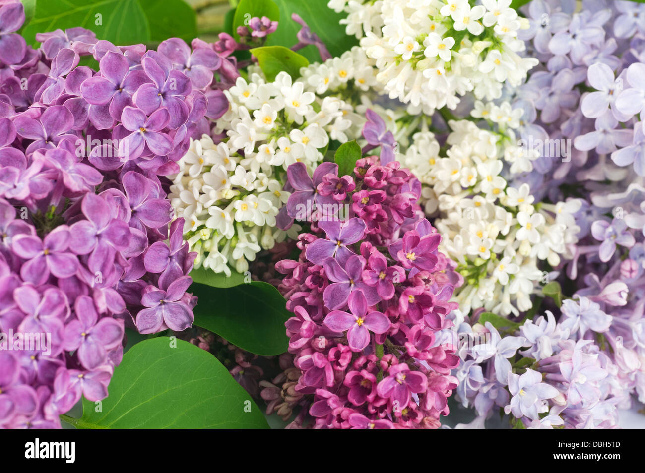 Beautiful Lilac Flowers Background Stock Photo Alamy