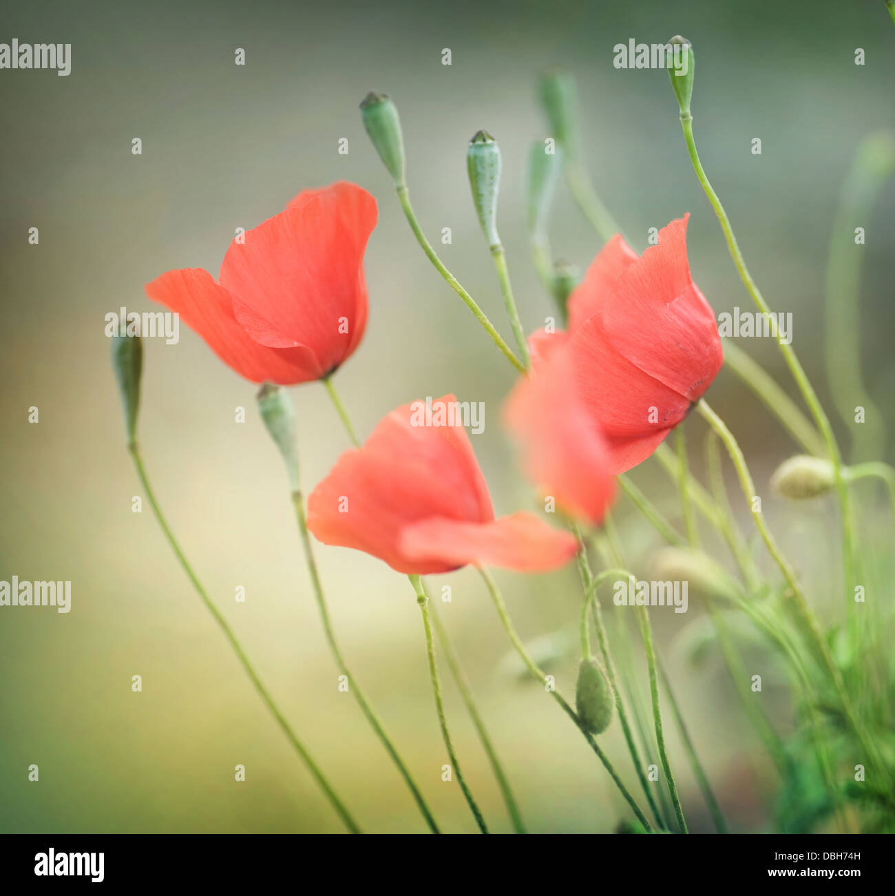 Garden corner poppies hi-res stock photography and images - Alamy