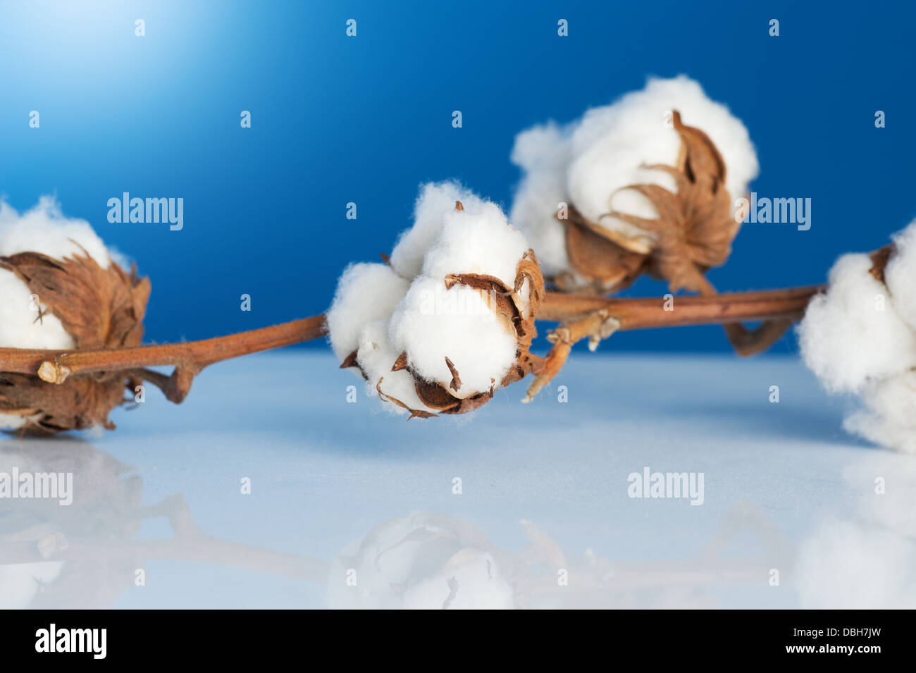 Cotton boll weaver hi-res stock photography and images - Alamy