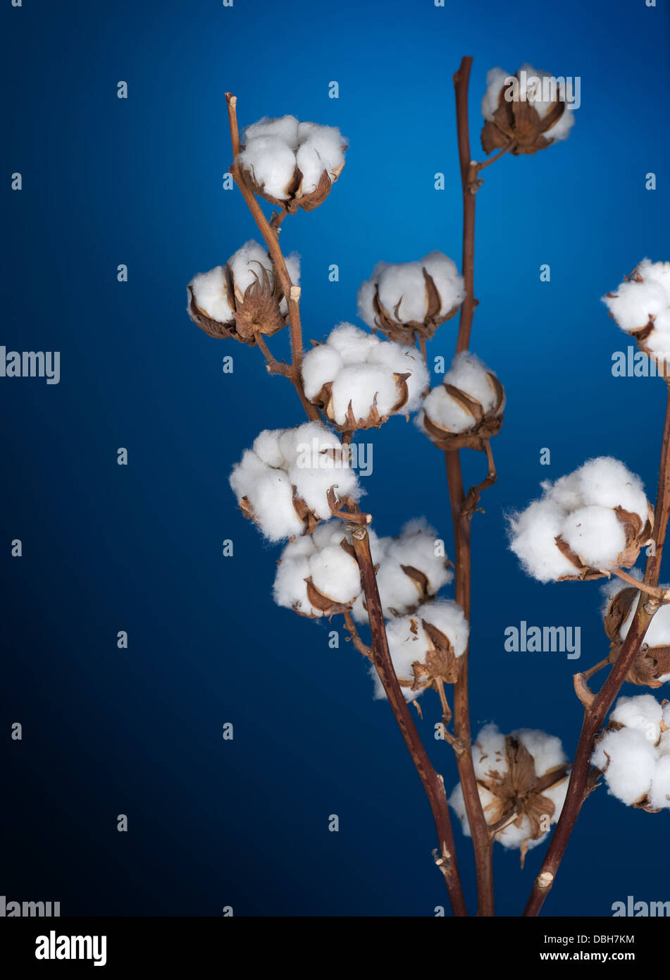 Cotton boll weaver hi-res stock photography and images - Alamy