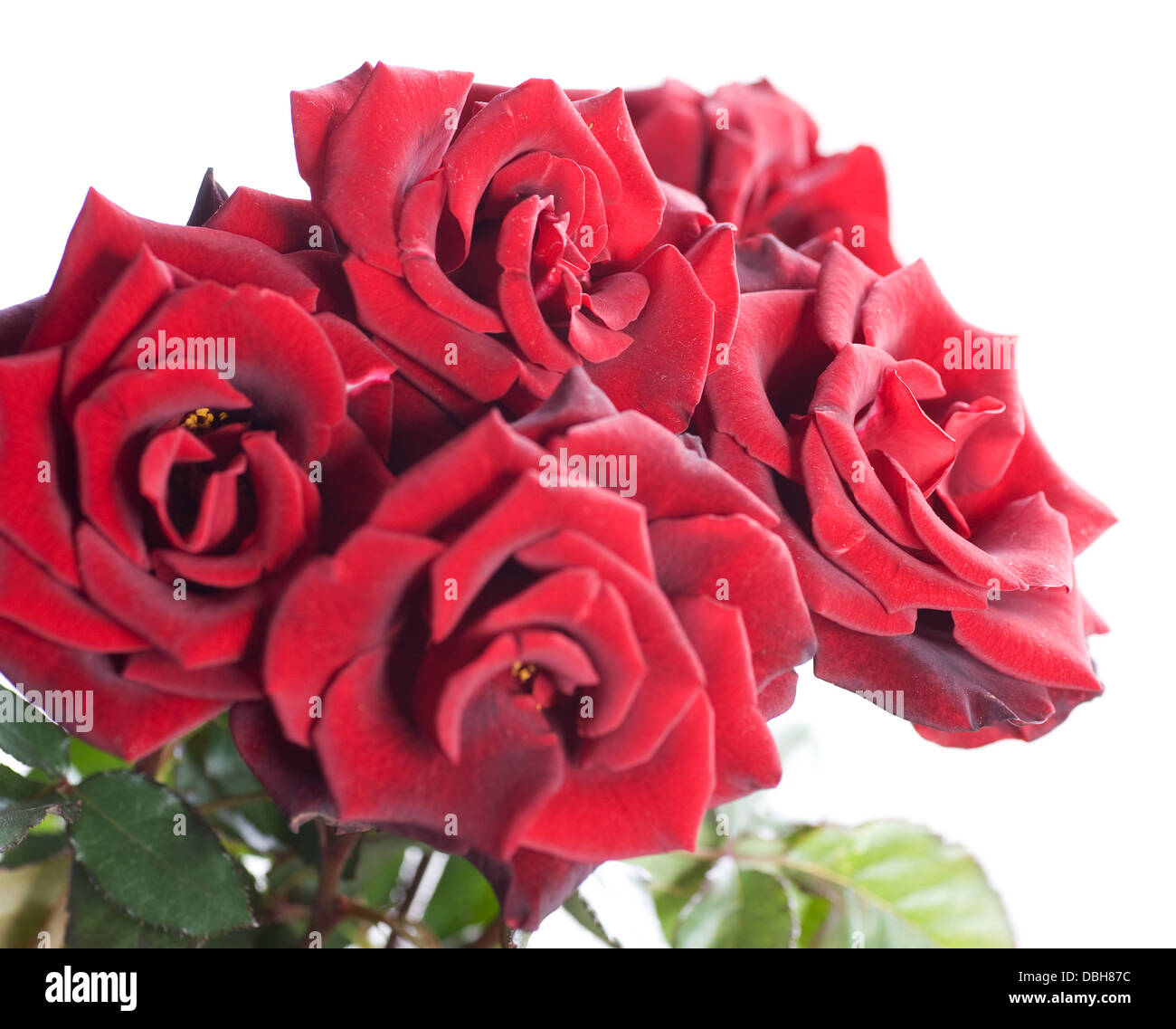 Beautiful Red Roses bunch Stock Photo Alamy