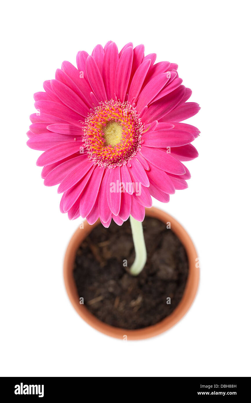 pink daisy Stock Photo