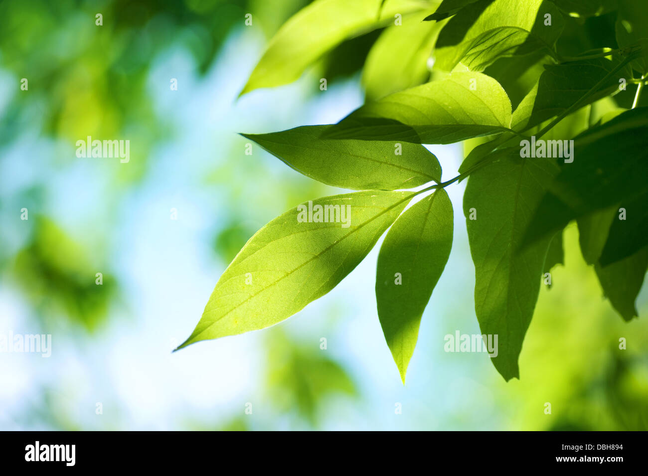 Green Leaves.Nature background Stock Photo
