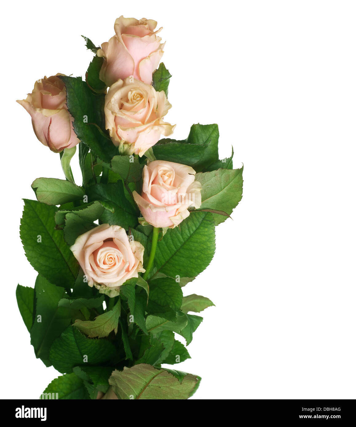 Roses Isolated On White Stock Photo - Alamy