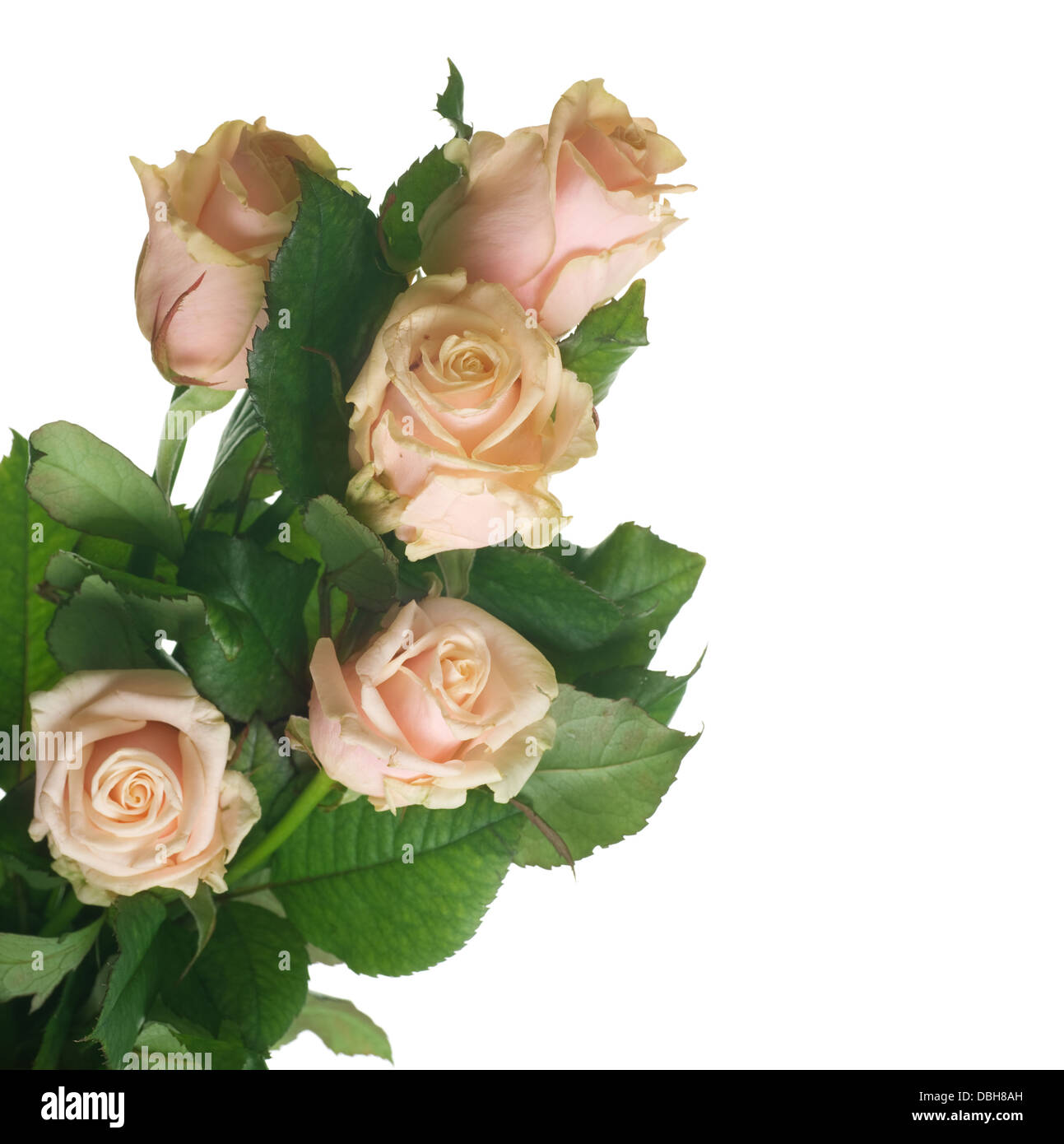 Roses isolated on white Stock Photo - Alamy