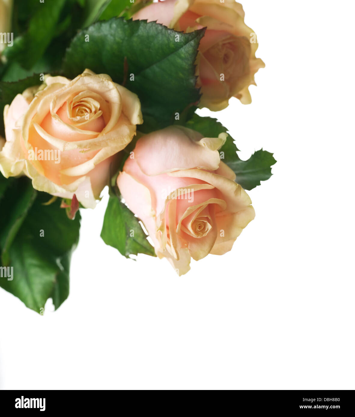 Beautiful Roses Border Stock Photo - Alamy