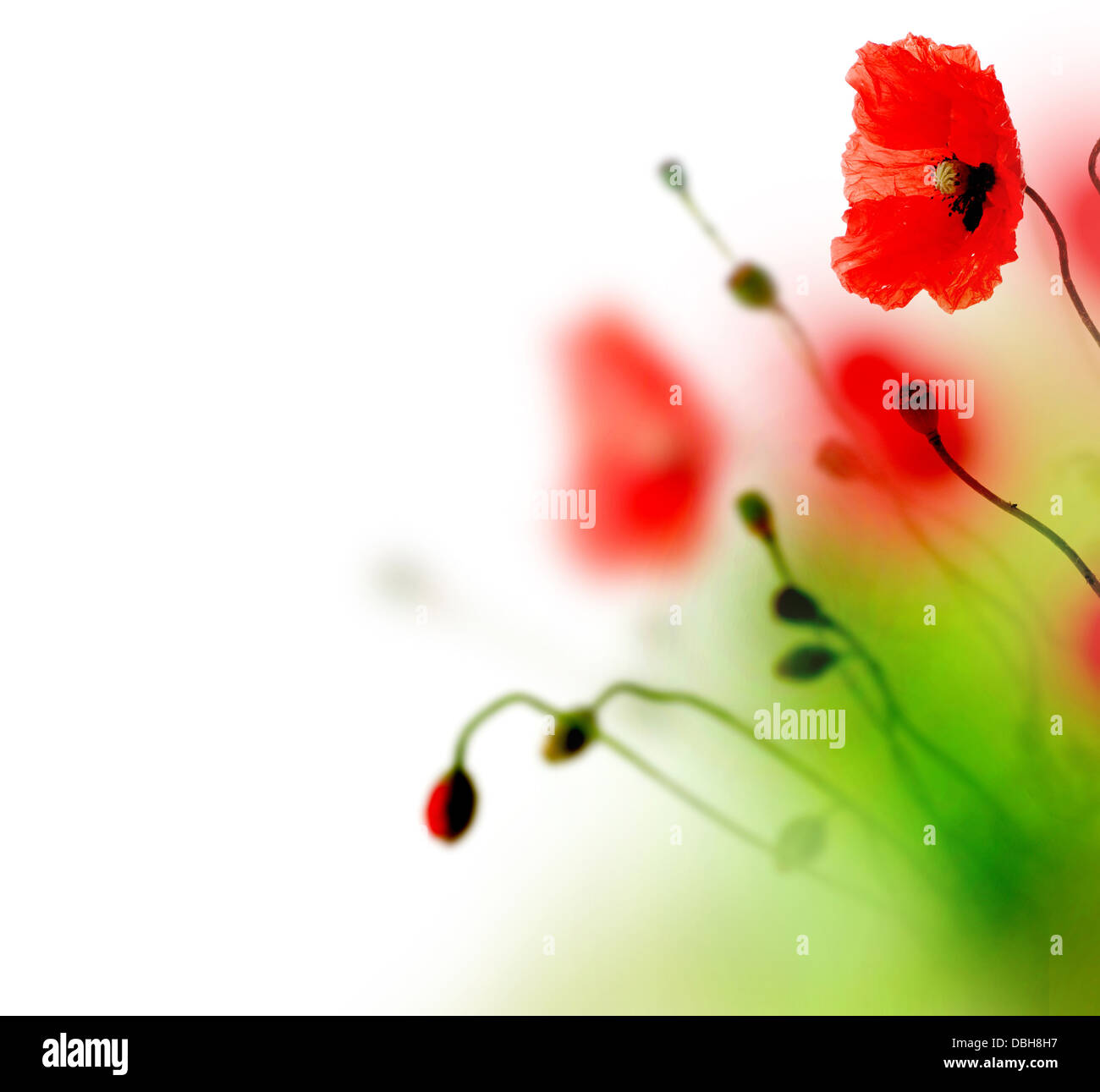 Garden corner poppies hi-res stock photography and images - Alamy