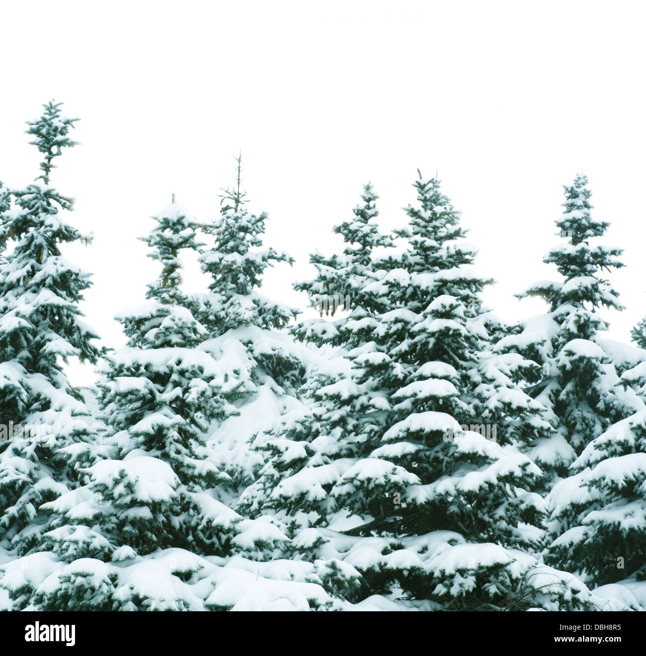 Snowstorm pine trees on hill hi-res stock photography and images - Alamy