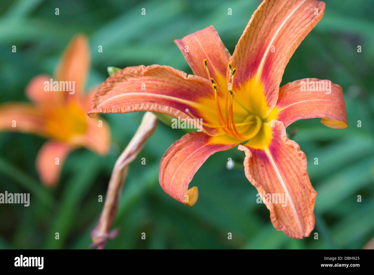 Close up of an orange lilly flower in full bloom in summer Stock Photo