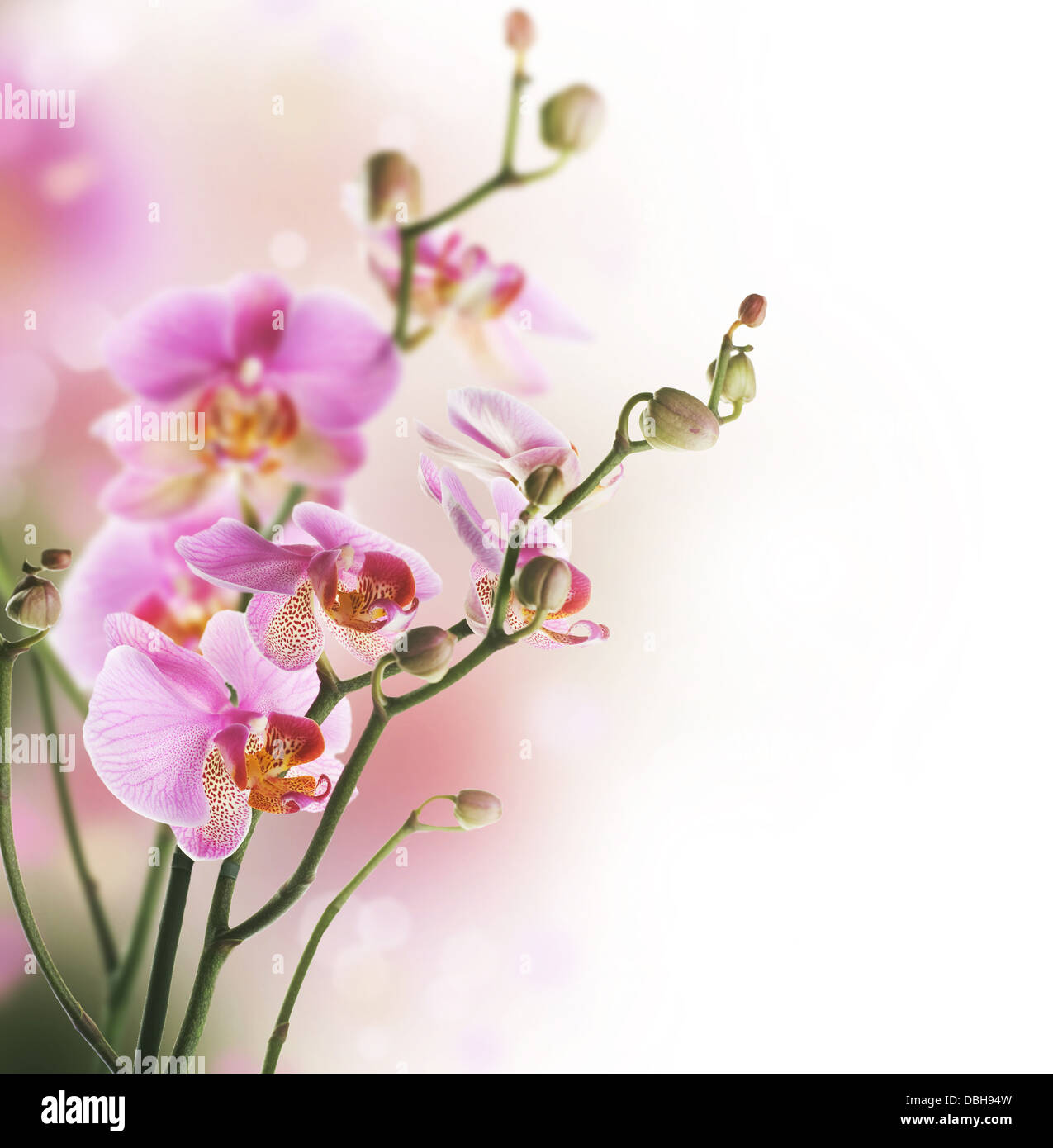 Orchid light blue background hi-res stock photography and images - Alamy