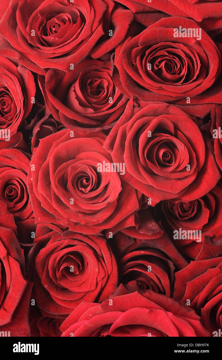 Red Roses Background Stock Photo - Alamy