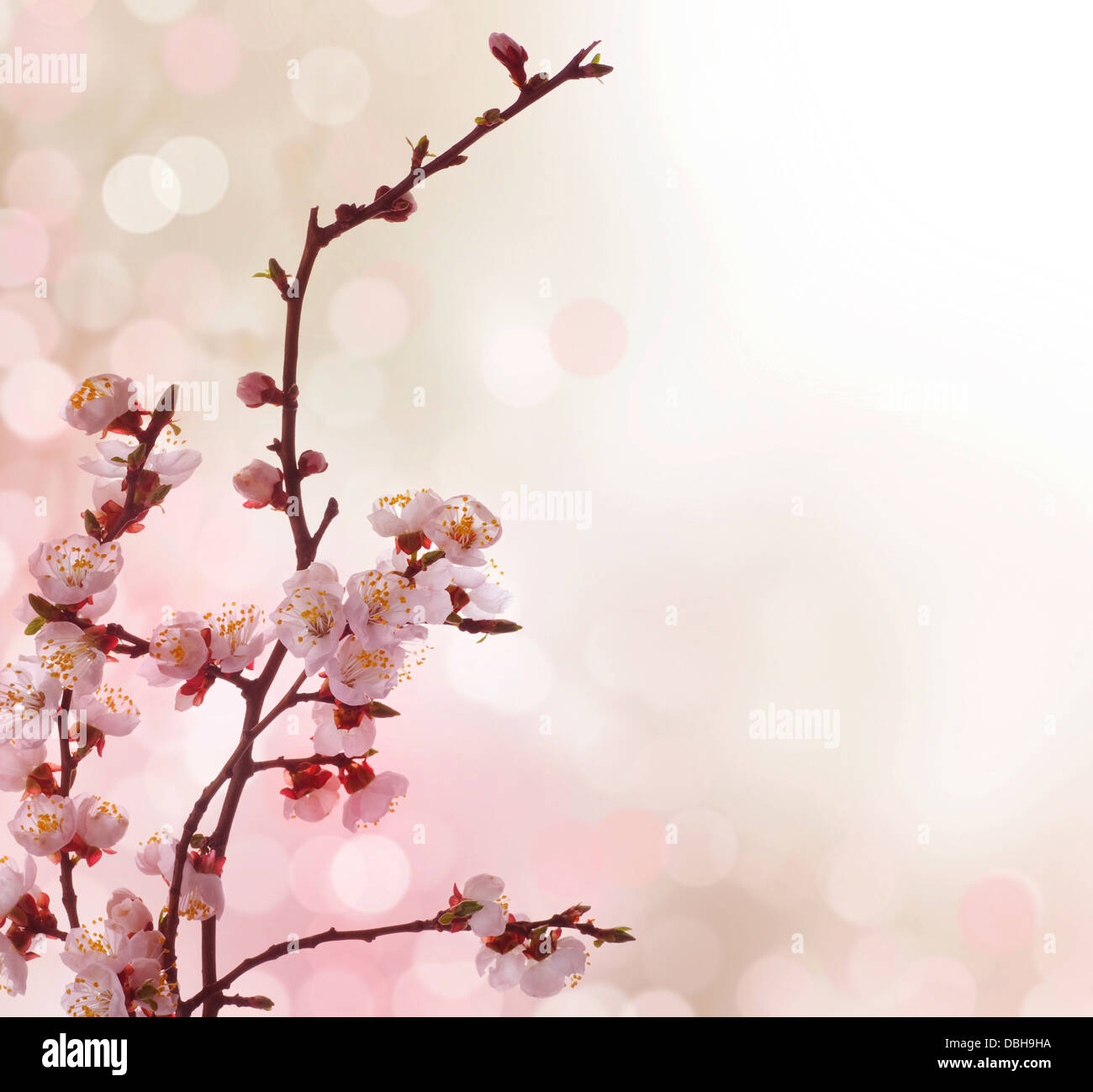 Beautiful Abstract Spring Border Stock Photo - Alamy