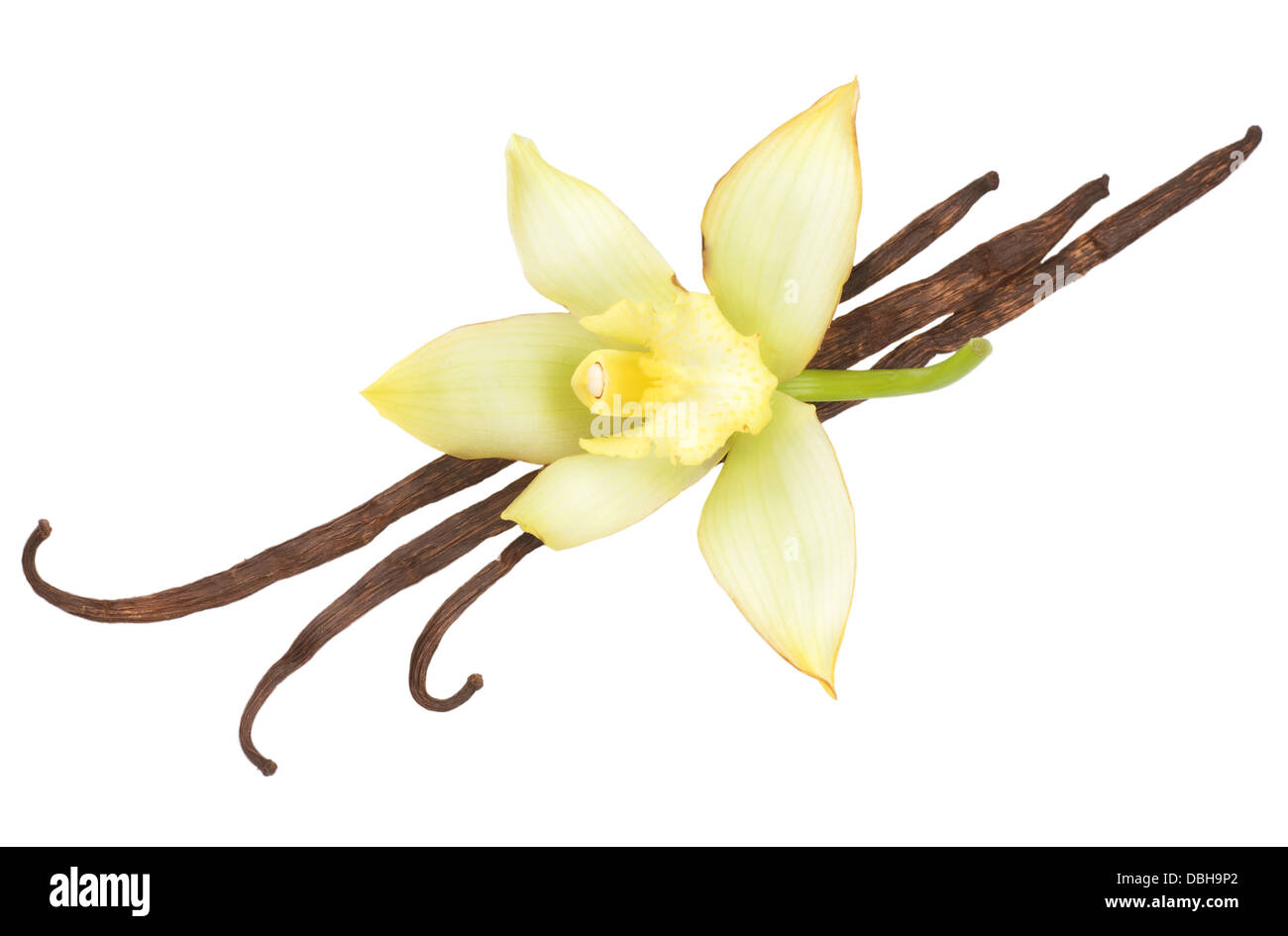 Vanilla Pods And Flower Stock Photo Alamy