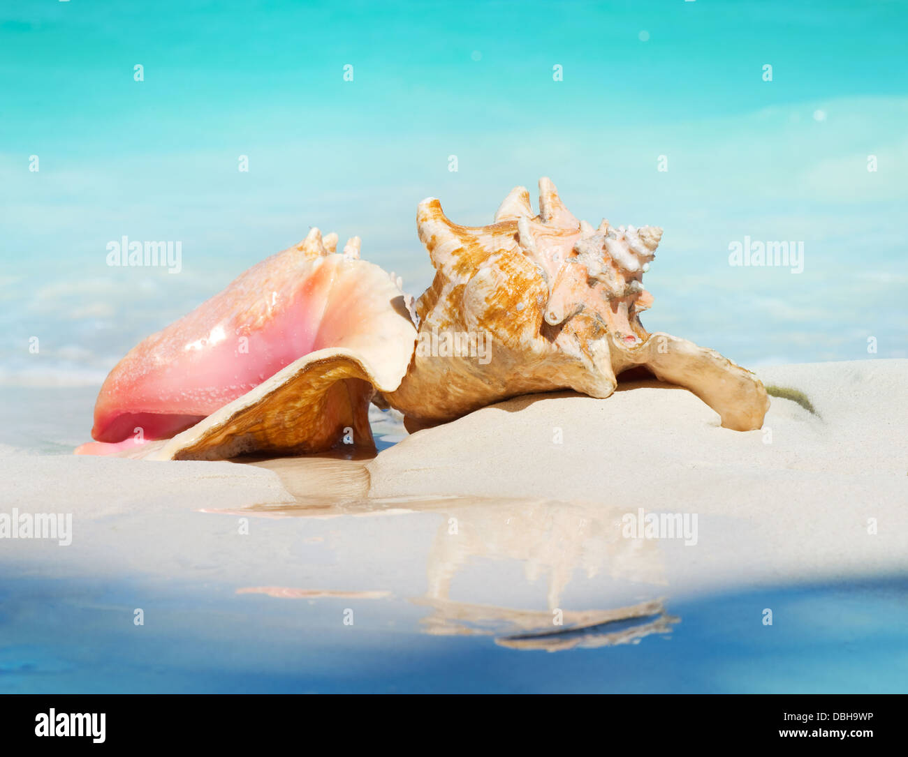 Queen Conch Shells on The Beach Sand. Caribbean Stock Photo Alamy