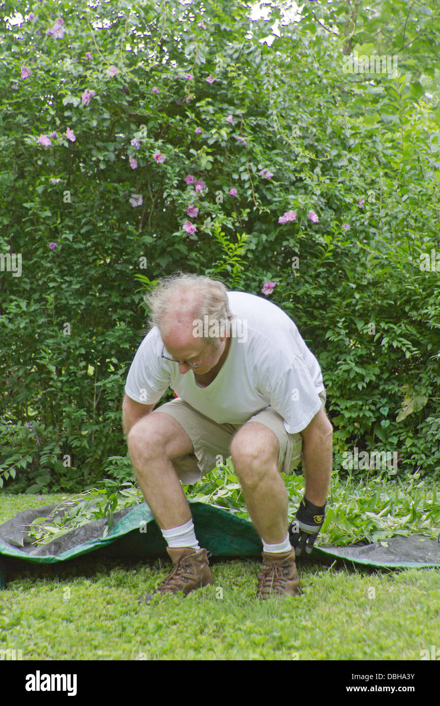 Middle aged man outside bending over to lift and drag a tarp full of yard work clippings Stock Photo