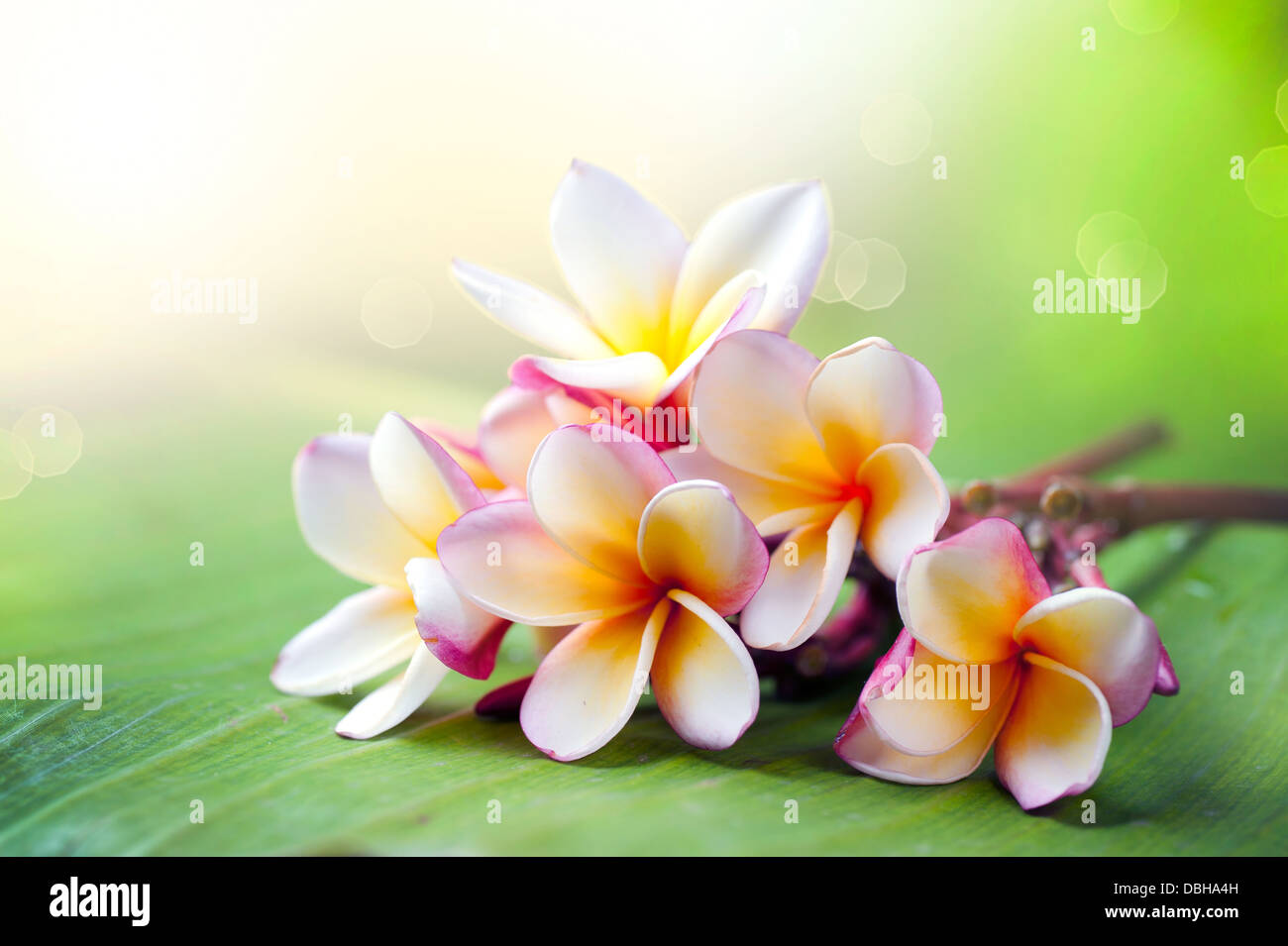 Plumeria linear light icon. Two exotic flowers. Flora of Indonesia.  Tropical plant. Blossom of frangipani. Thin line illustration. Contour  symbol. Vec Stock Vector Image & Art - Alamy
