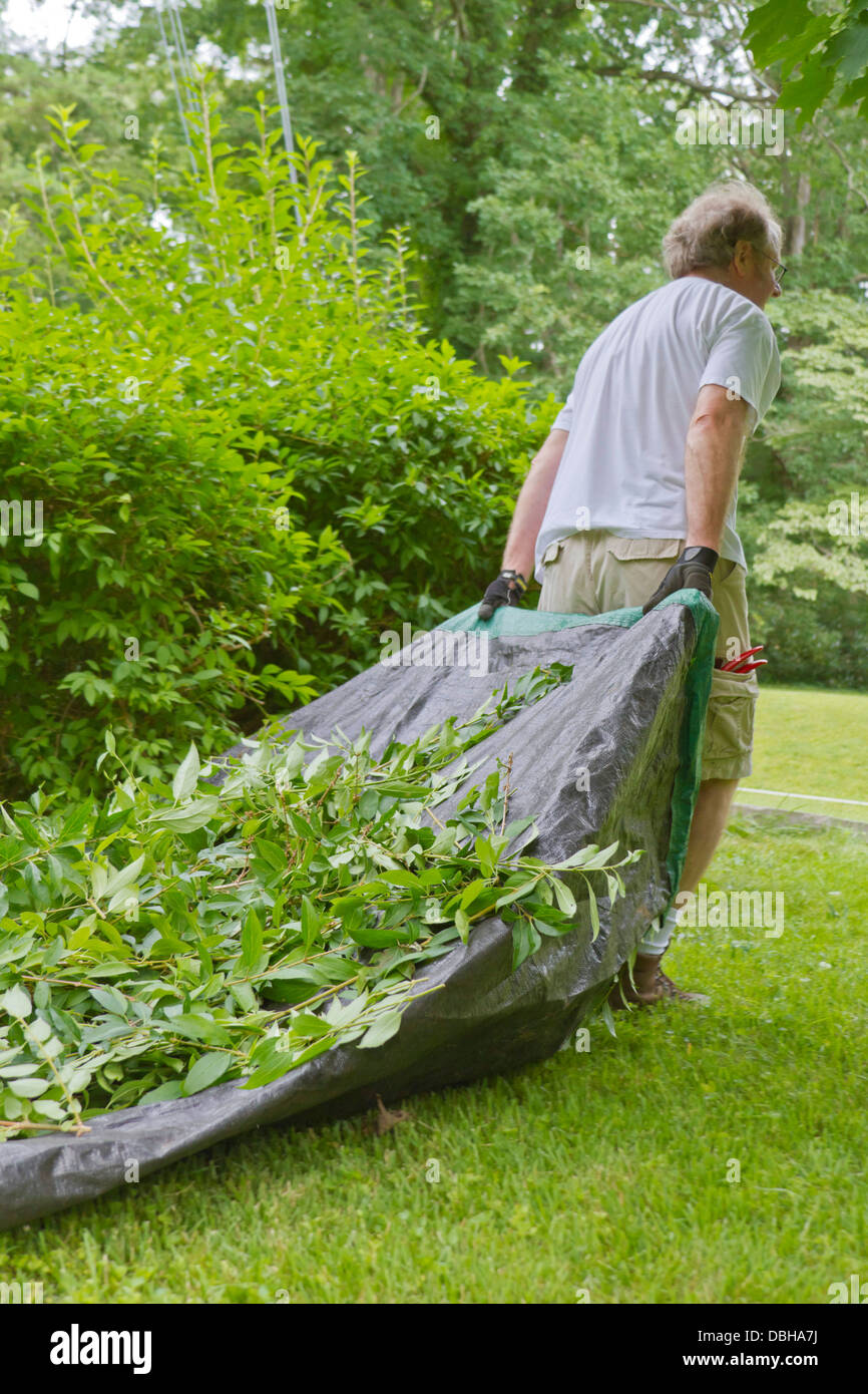 Middle aged man with pruning clippers in his pocket drags a tarp filled with yard work clippings Stock Photo