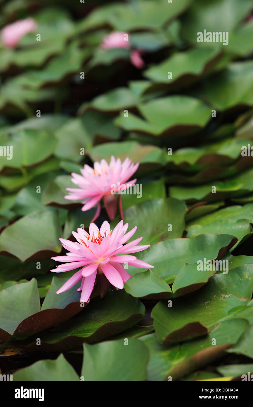 Lily pads and lotus flower Stock Photo Alamy