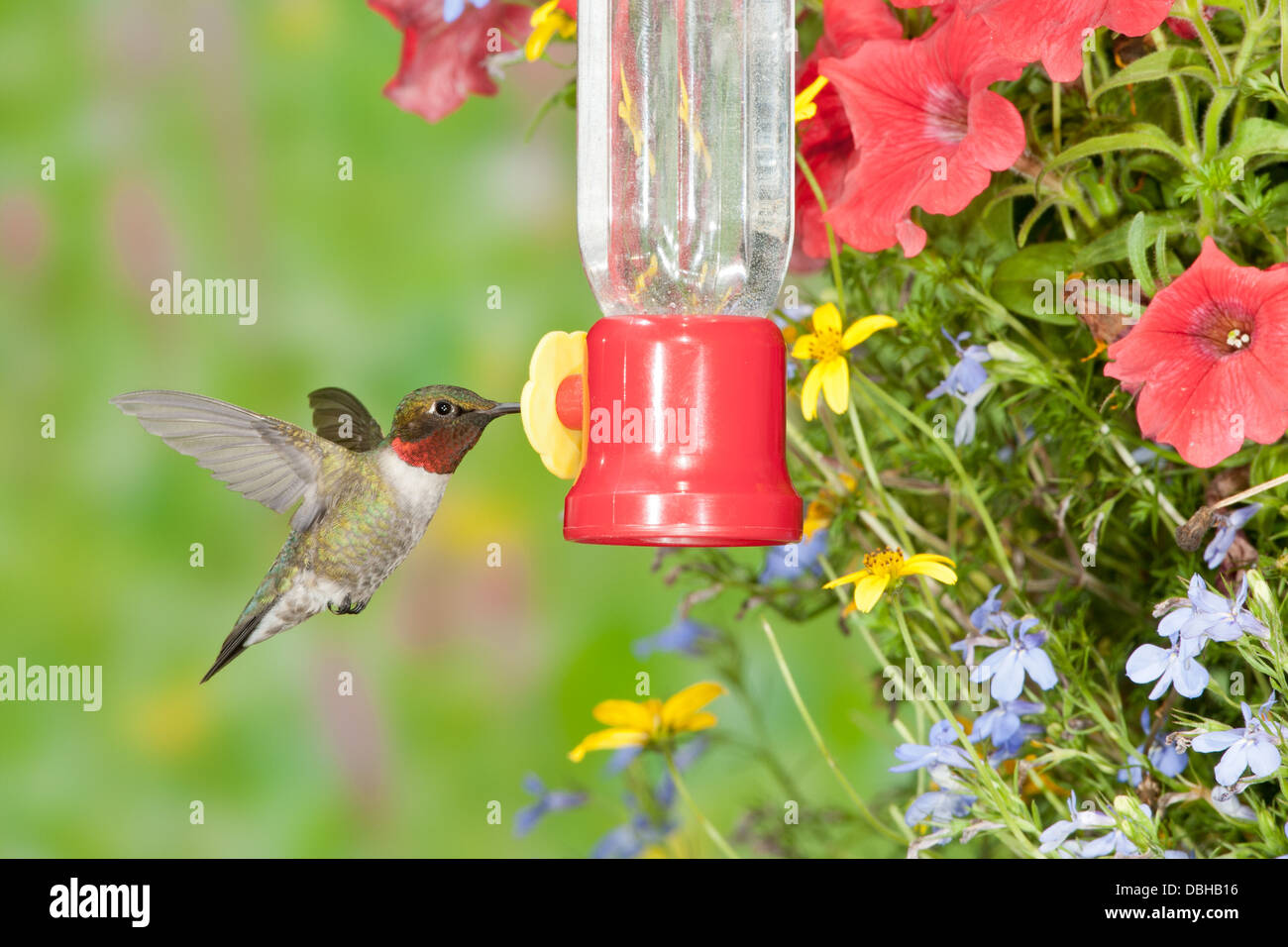 Rubythroated Hummingbird Hovering Eating at Sugar Water Feeder Stock