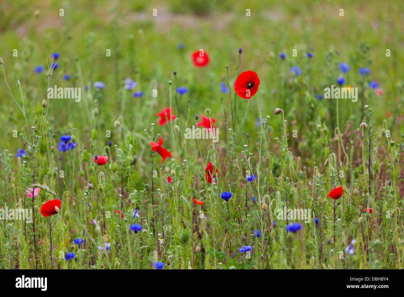 France, Nord, French Flanders, Dunkerque, poppies. Stock Photo