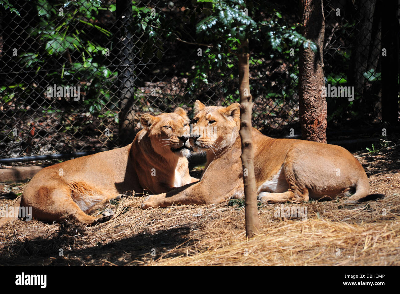 Indian Lion (Asiatic lion) Stock Photo