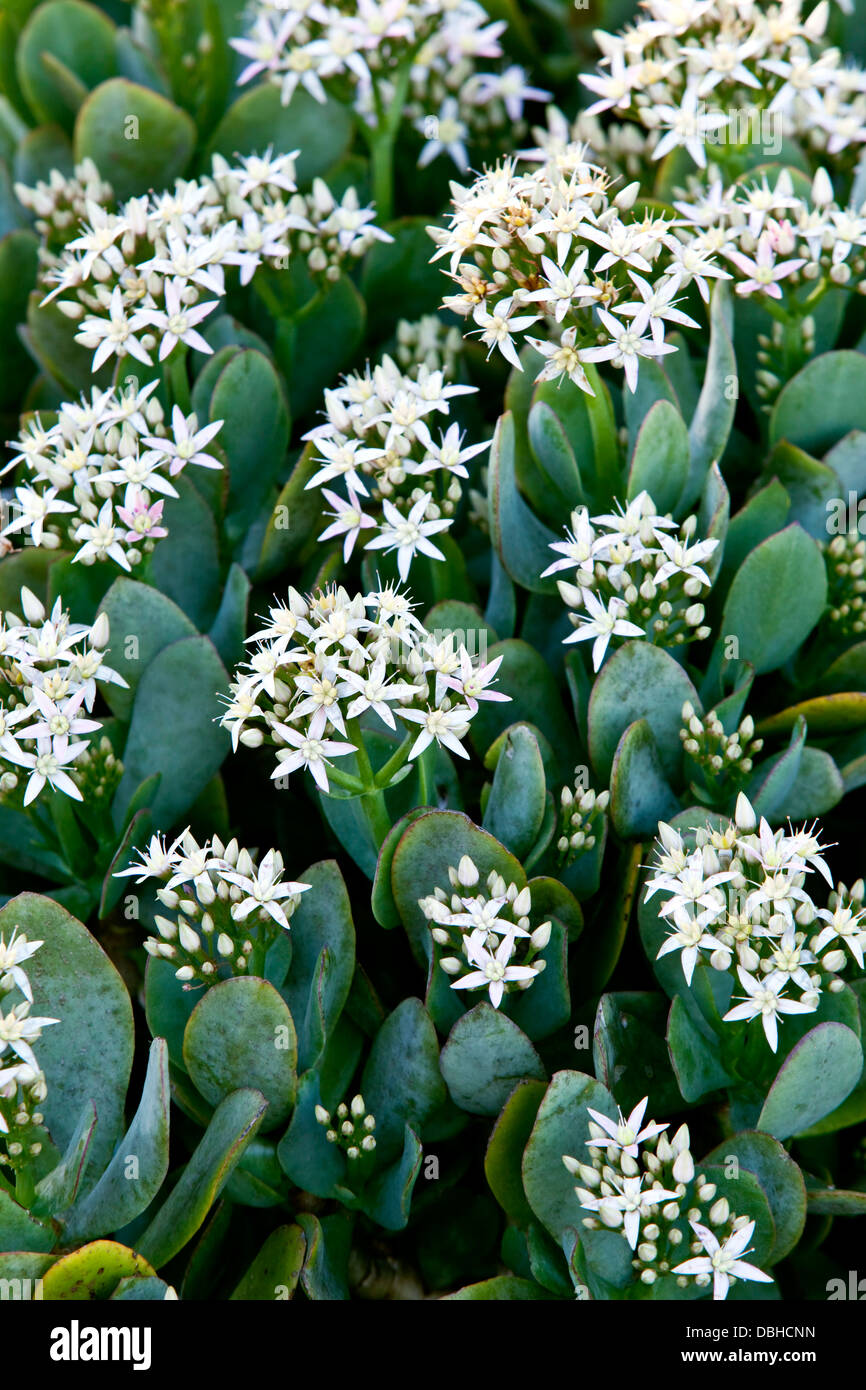 A flowering Crassula spathulata succulent, with green, spade-shaped leaves and white, five-point star-shaped flowers. Stock Photo