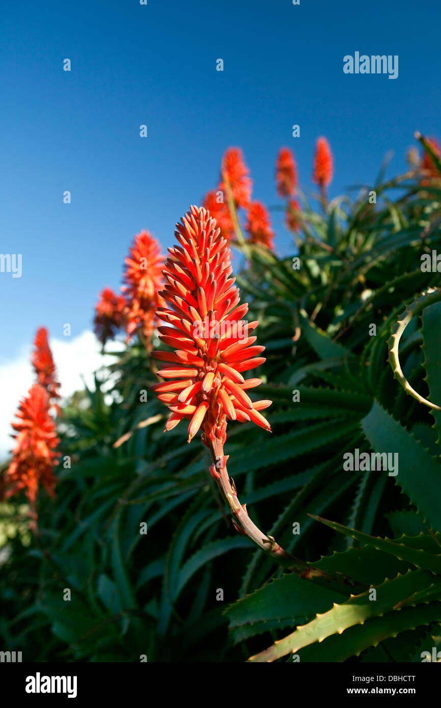 Bright orange flowering heads on a row of large aloe plants. Stock Photo