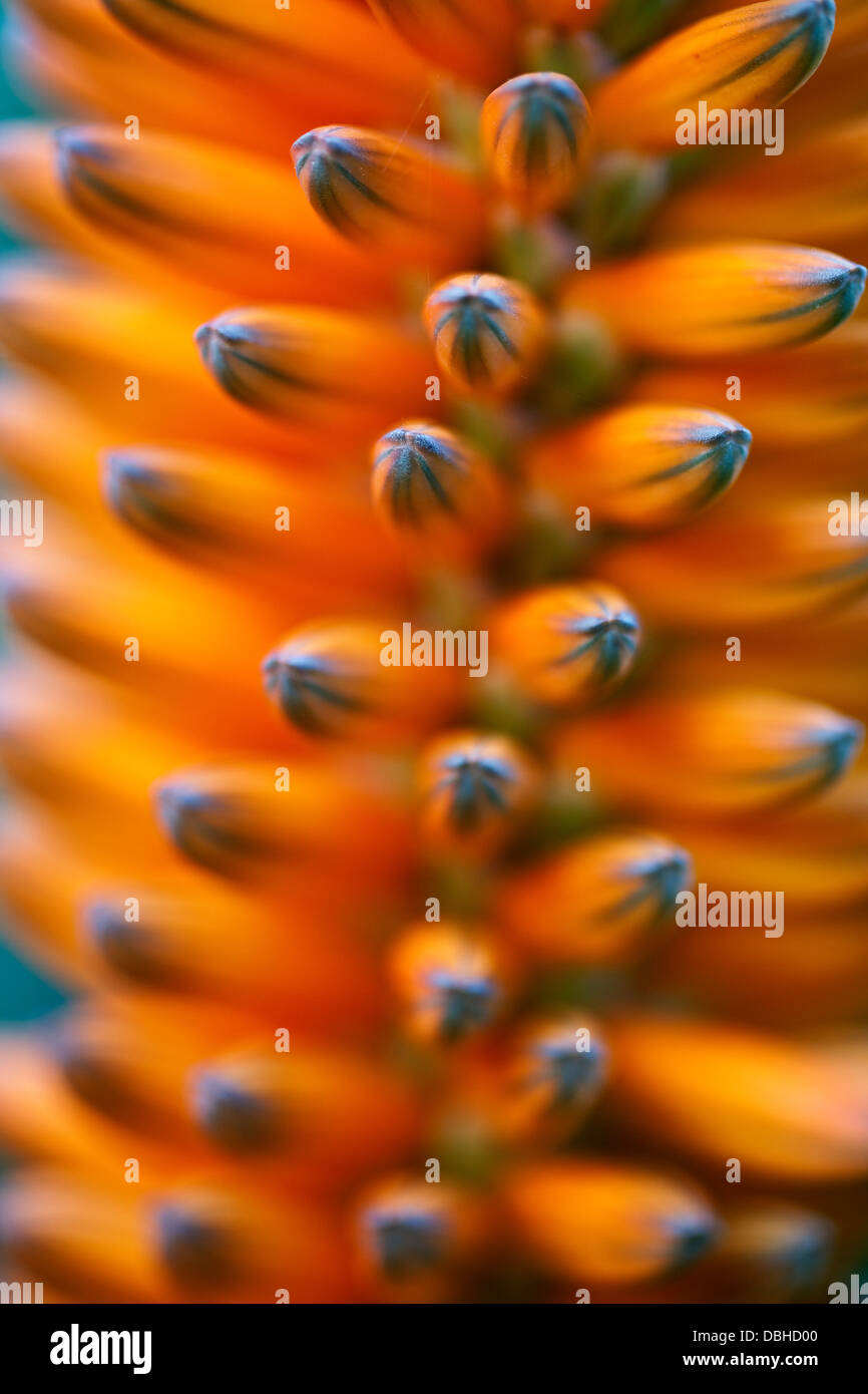An extreme close-up of a bright orange aloe flower head. Stock Photo