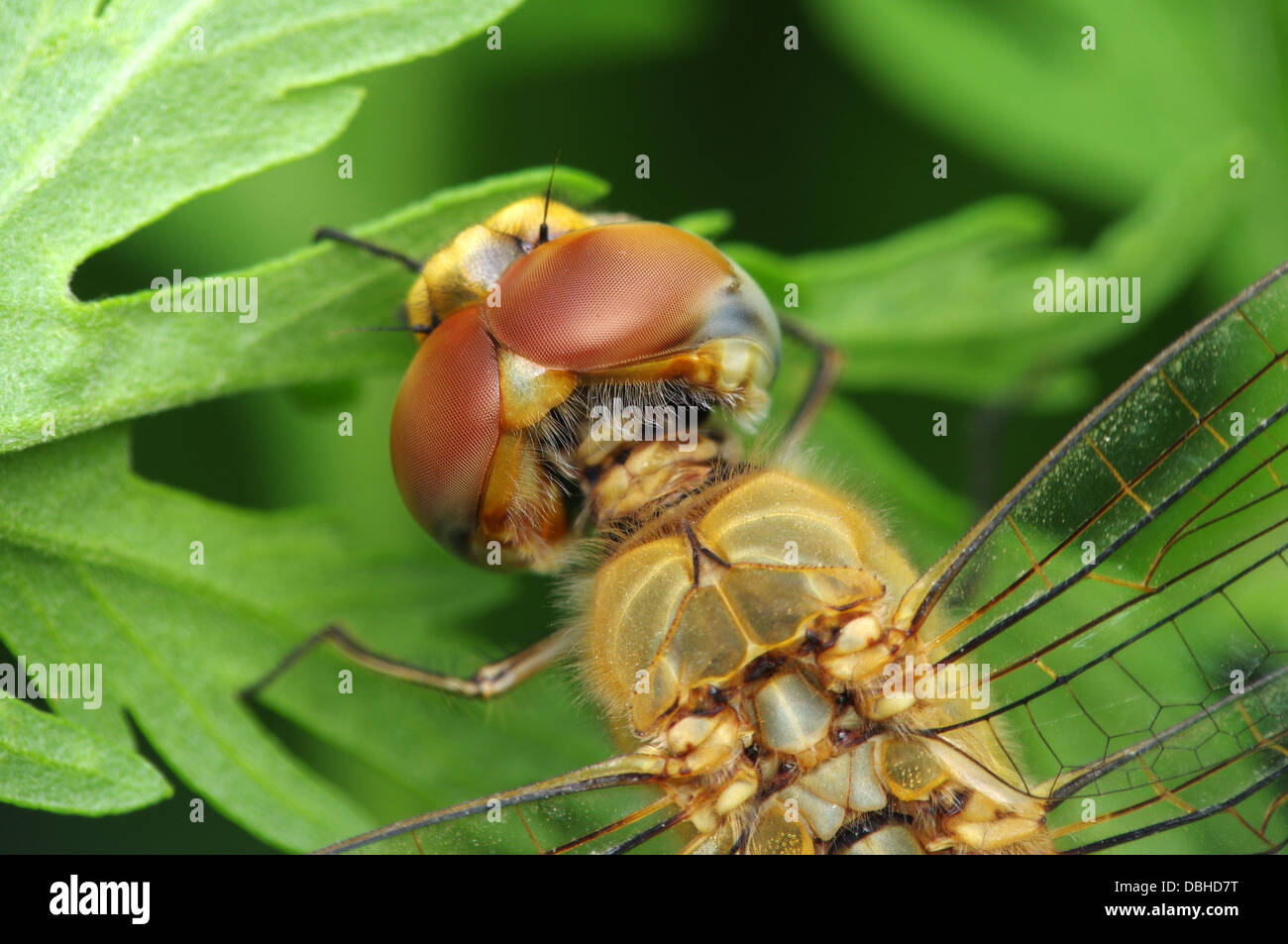Insect head hi-res stock photography and images - Alamy