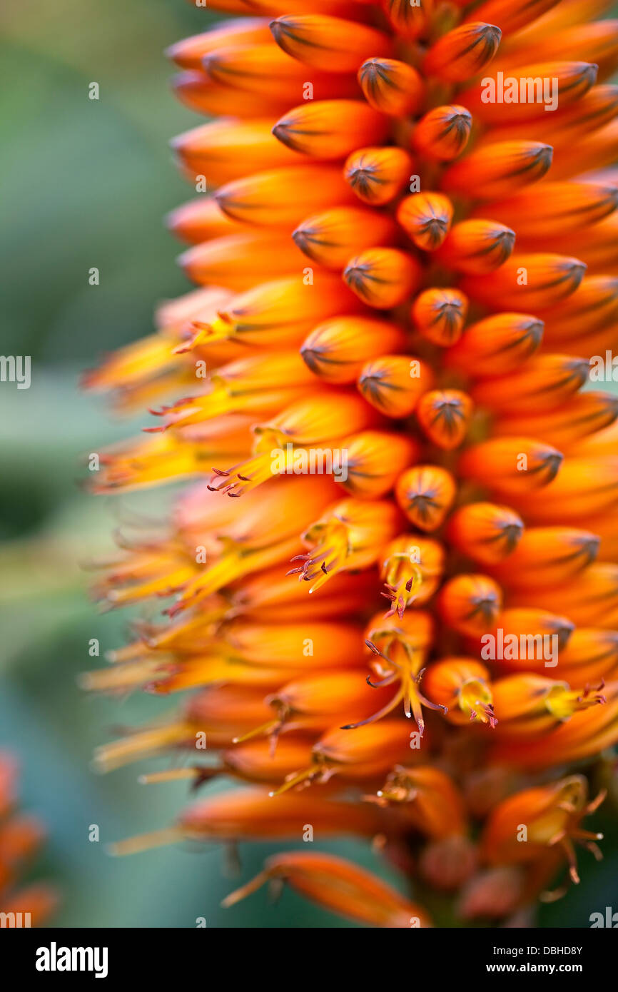 A close-up of a bright orange aloe flower head. Stock Photo