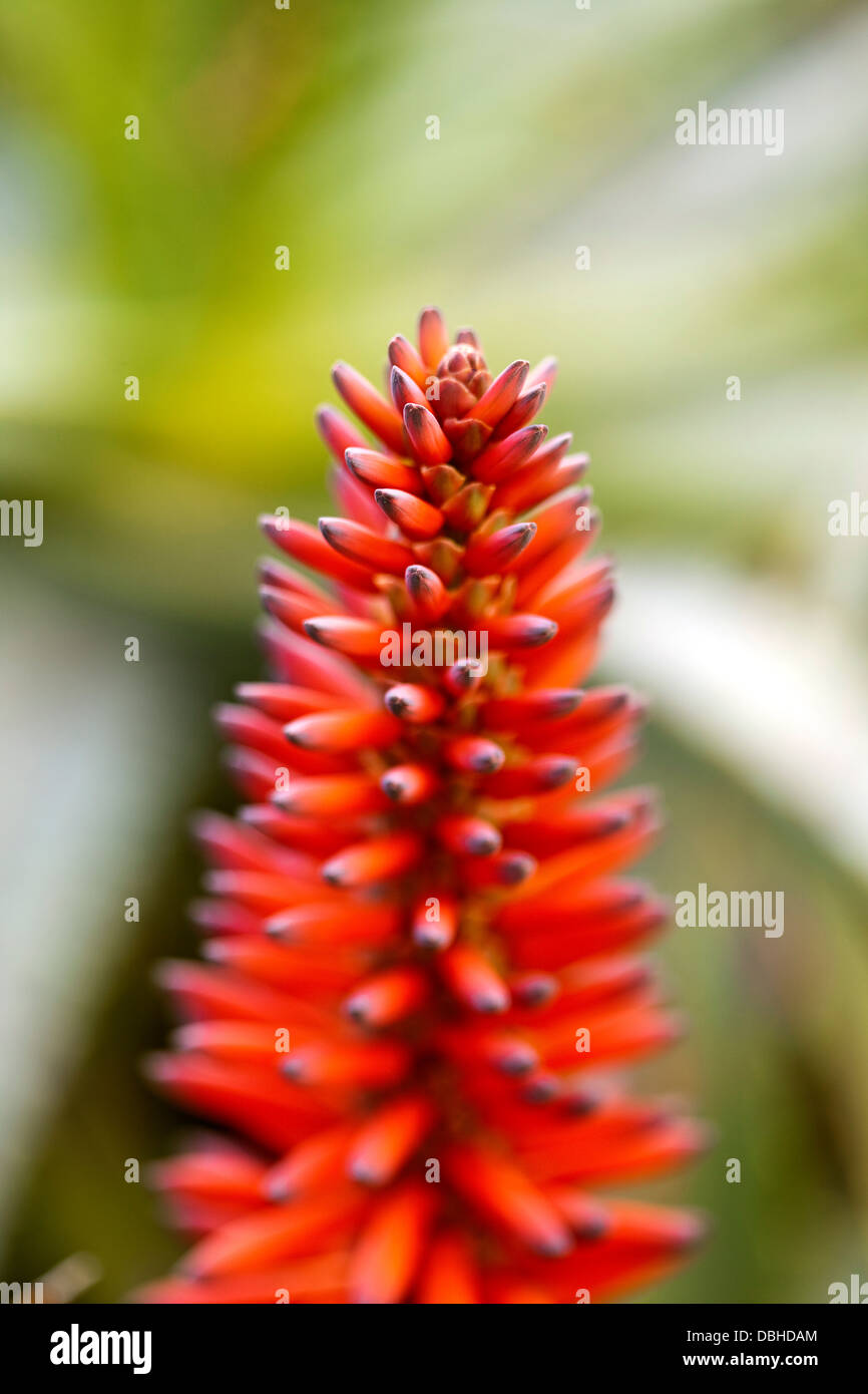 A close-up of a red aloe flower head. Stock Photo
